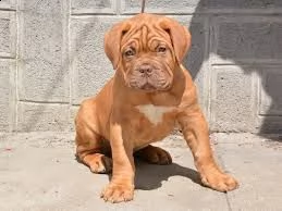 cuccioli dogue de bordeaux | Foto 0