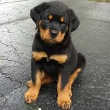 strepitosi cuccioli rottweiler