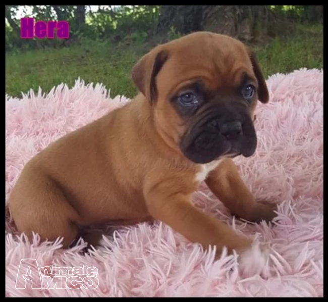 disponibili cuccioli di boxer