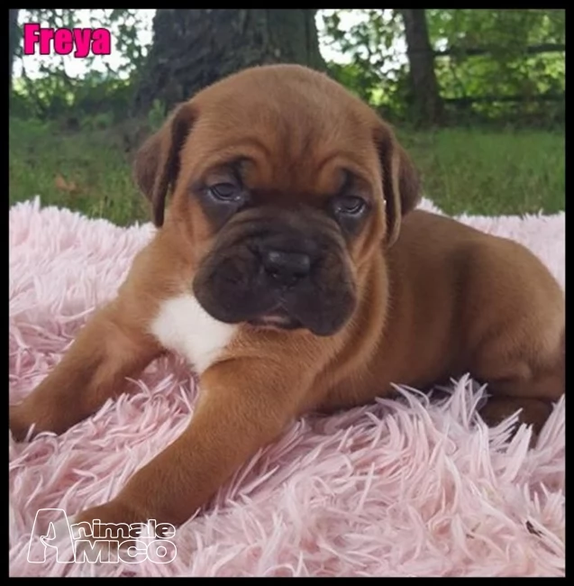 disponibili cuccioli di boxer | Foto 0