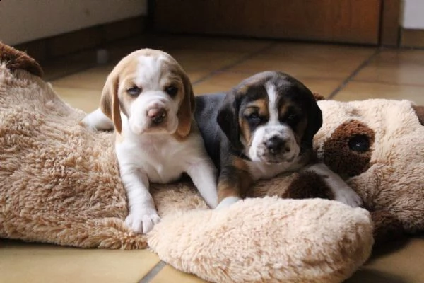 dolci cuccioli di beagle