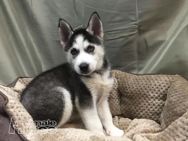 cuccioli di siberian husky
