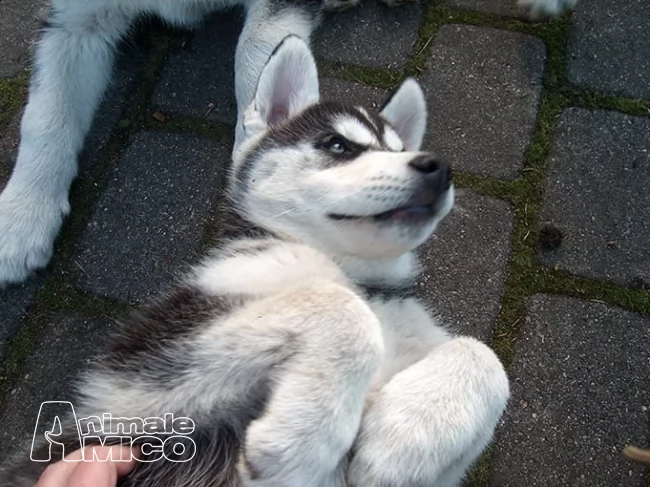 cuccioli di siberian husky | Foto 0