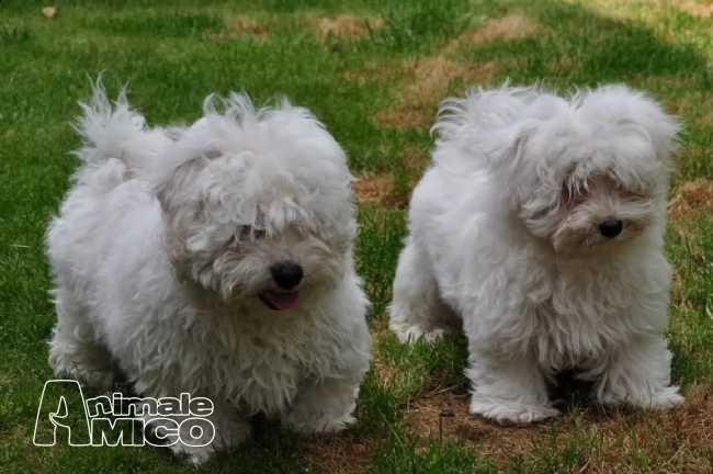 maltese taglia piccola con pedigree | Foto 2