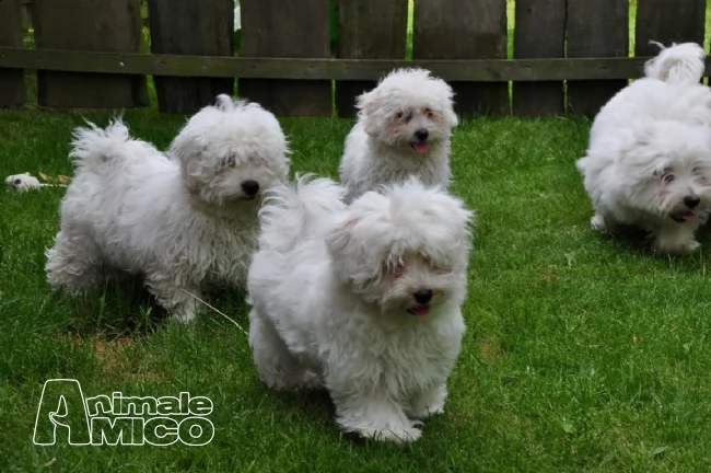 maltese taglia piccola con pedigree | Foto 1