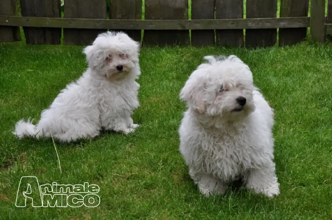 maltese taglia piccola con pedigree