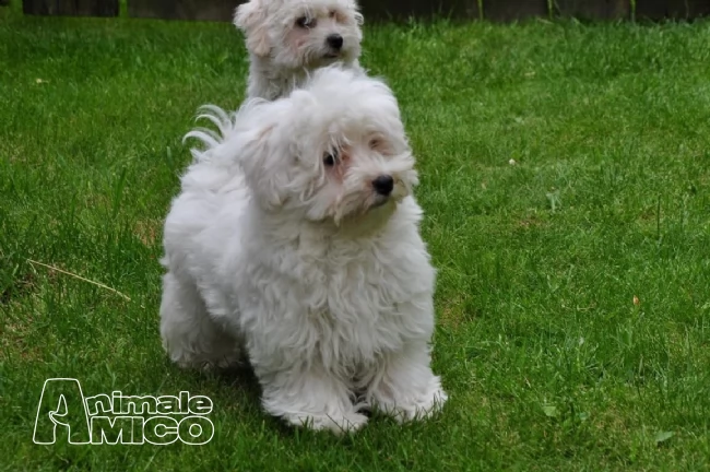 maltese taglia piccola con pedigree | Foto 0