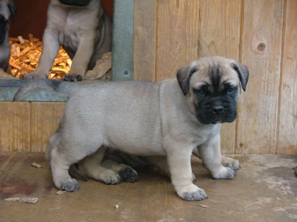 bellissima cucciolata di bullmastiff | Foto 0