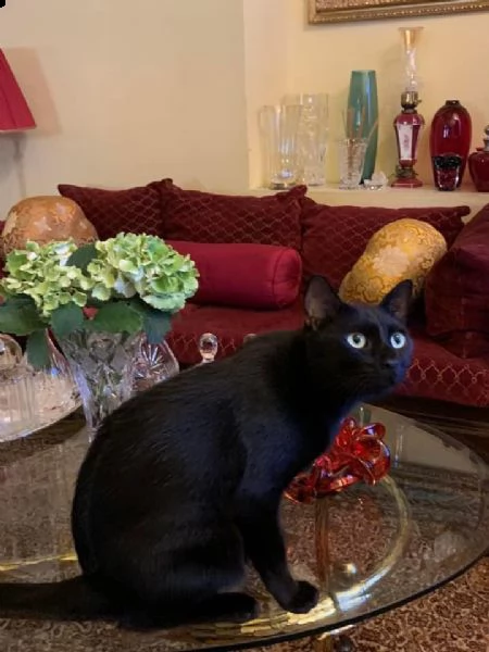 gatto nero pelo corto | Foto 1