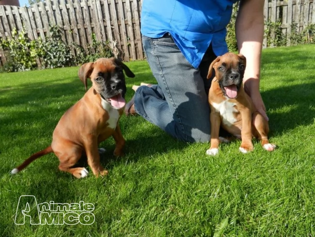 cuccioli di boxer per adozione ( maschio e femmina )