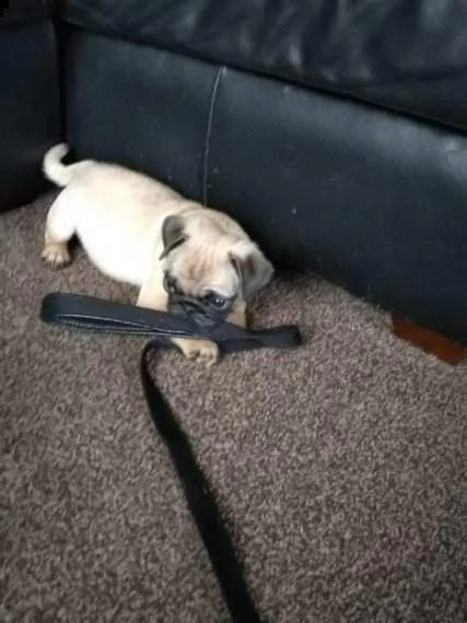 bellissimi cuccioli carlino stupendi 3 mesi con pedigree