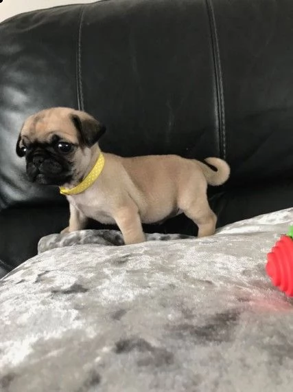bellissimi cuccioli carlino stupendi 3 mesi con pedigree | Foto 1