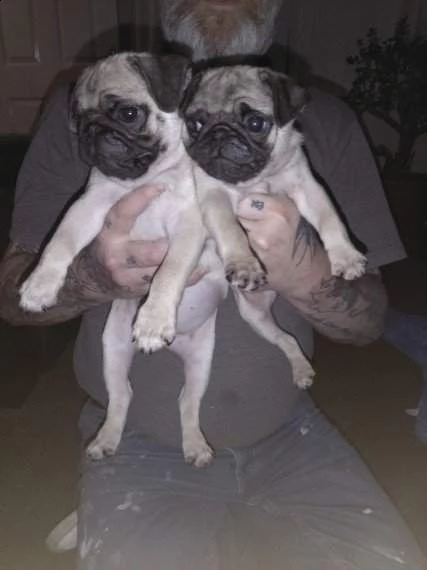 bellissimi cuccioli carlino stupendi 3 mesi con pedigree | Foto 0