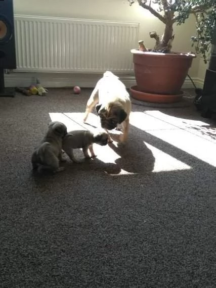  carlini cuccioli 