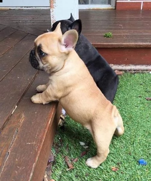  bellissima cucciolata di bulldog francese 