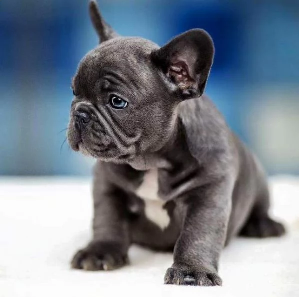  bellissima cucciolata di bulldog francese  | Foto 0