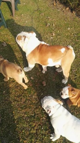 bulldog inglesi femmine 