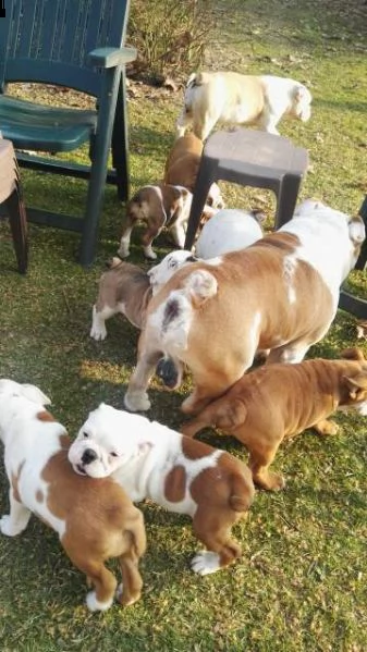  bulldog inglesi femmine  | Foto 0