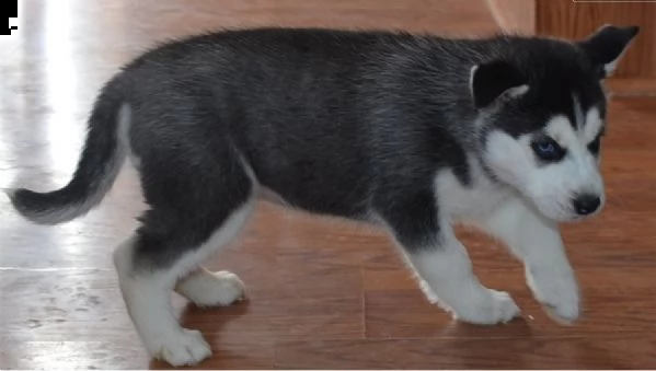 siberian husky occhi color ghiaccio stupendi | Foto 2