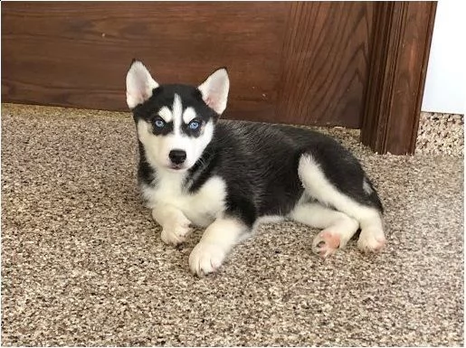 siberian husky occhi color ghiaccio stupendi | Foto 1