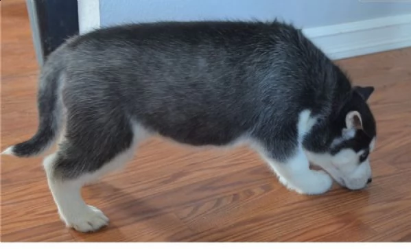 siberian husky occhi color ghiaccio stupendi | Foto 0