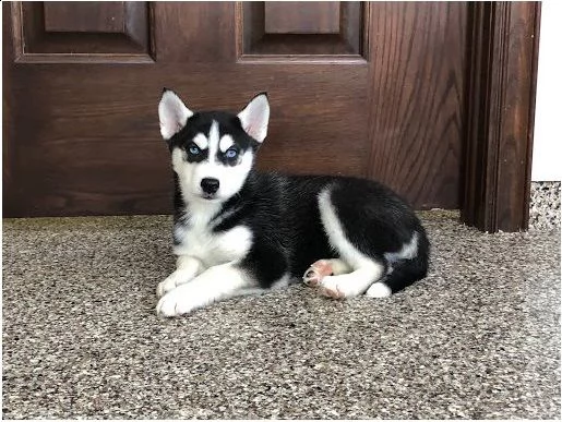 siberian husky cucciolo | Foto 1
