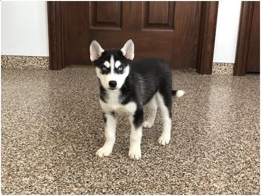 siberian husky cucciolo | Foto 0