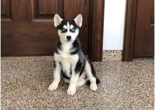 siberian husky cucciolo