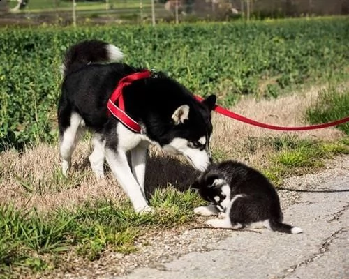 husky siberian maschio cerca siberian femmina 