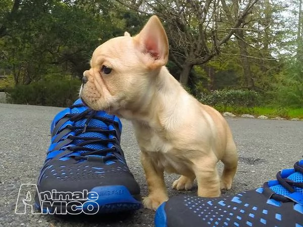 pasqua amichevole bulldog francese pronto ora (maschi e femmine) due