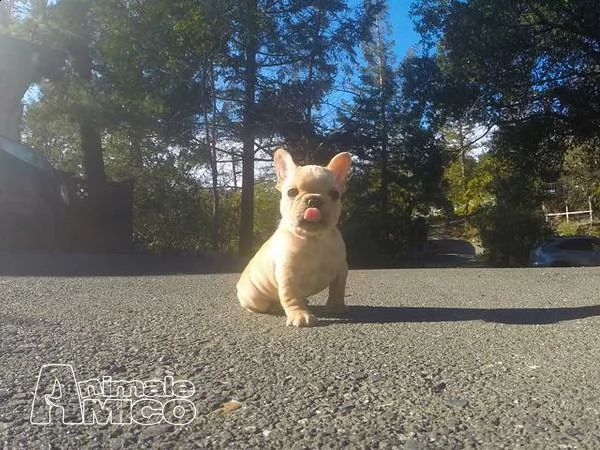 pasqua amichevole bulldog francese pronto ora (maschi e femmine) due | Foto 0