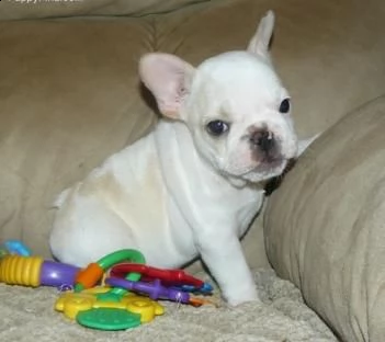 **bulldog francese cuccioli italiani**
