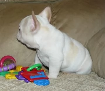 **bulldog francese cuccioli italiani** | Foto 2