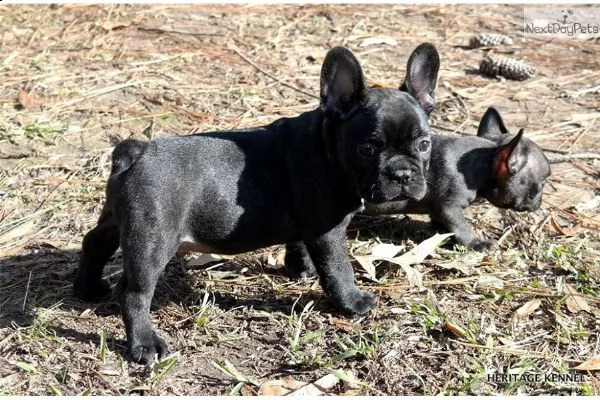 **bulldog francese cuccioli italiani** | Foto 1