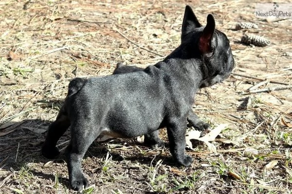 **bulldog francese cuccioli italiani** | Foto 0