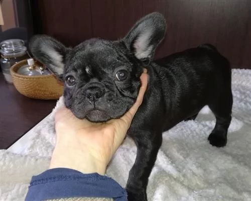 bellissimo maschietto e femmina di bulldog francese  | Foto 2