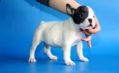 bellissimo maschietto e femmina di bulldog francese 