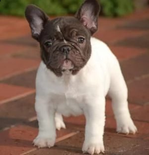 bellissimo maschietto e femmina di bulldog francese  | Foto 1