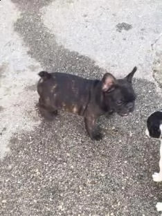 eccellenti cucciolate bouledogue francesi