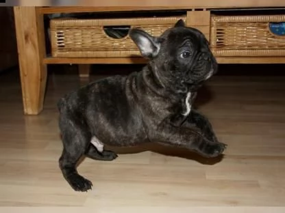eccellenti cucciolate bouledogue francesi | Foto 1