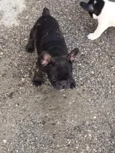 eccellenti cucciolate bouledogue francesi | Foto 0