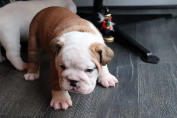 disponiamo splendida cucciolata di bulldog inglese | Foto 1