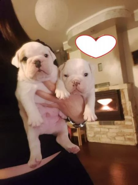 splendidi cuccioli di bulldog inglese 