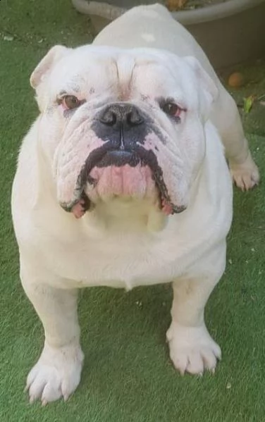splendidi cuccioli di bulldog inglese  | Foto 2