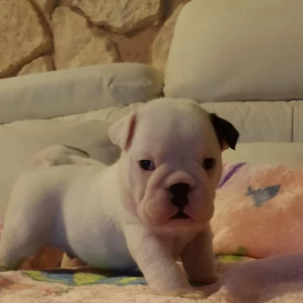 splendidi cuccioli di bulldog inglese  | Foto 1