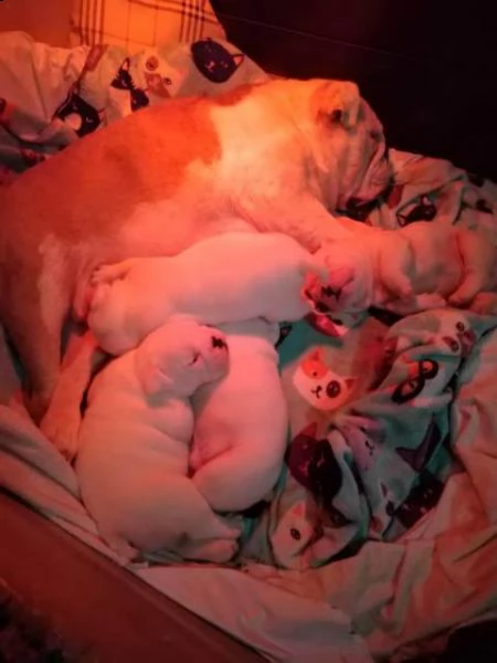 splendidi cuccioli di bulldog inglese  | Foto 0