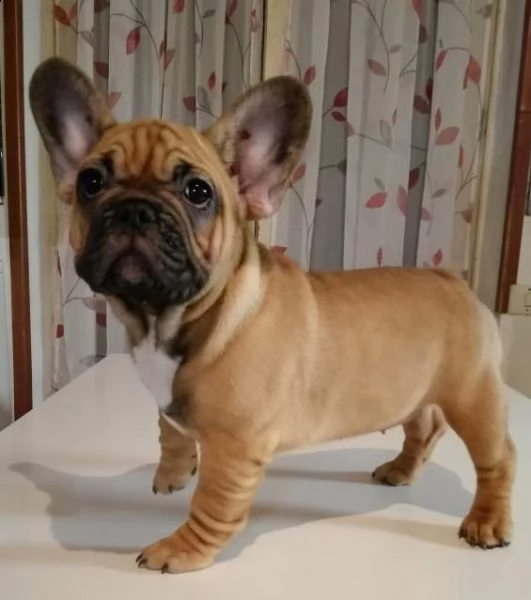 cuccioli di bulldog francese con pedigree enci 
