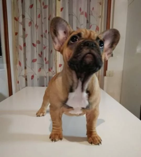 cuccioli di bulldog francese con pedigree enci  | Foto 0