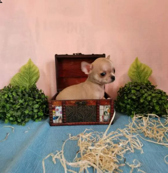  chihuahua maschi e femmine pelo corto e pelo lungo toy  | Foto 0