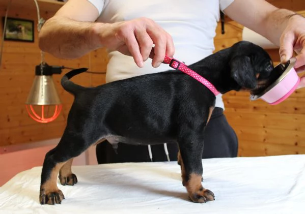 Cuccioli di Dobermann  | Foto 4
